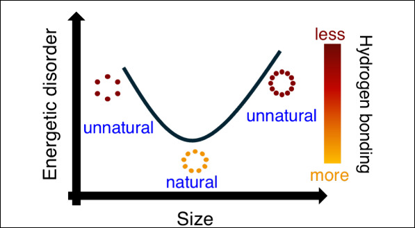 Minimization of Disorder as a Key Design Principle for Natural Sizes of Light Harvesting 2 Complexes